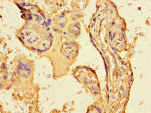 FGF13 Antibody - Immunohistochemistry of paraffin-embedded human placenta tissue using FGF13 Antibody at dilution of 1:100