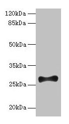 FGF13 Antibody - Western blot All lanes: FGF13 antibody at 12µg/ml + Mouse brain tissue Secondary Goat polyclonal to rabbit IgG at 1/10000 dilution Predicted band size: 28, 22, 29, 23, 26 kDa Observed band size: 28 kDa