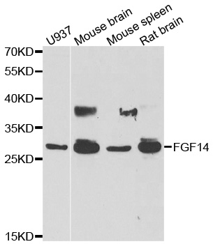 FGF14 Antibody - Western blot analysis of extracts of various cell lines.