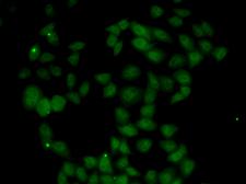 FGF14 Antibody - Immunofluorescence analysis of U20S cells.