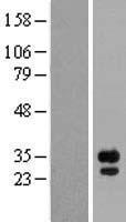 FGF14 Protein - Western validation with an anti-DDK antibody * L: Control HEK293 lysate R: Over-expression lysate