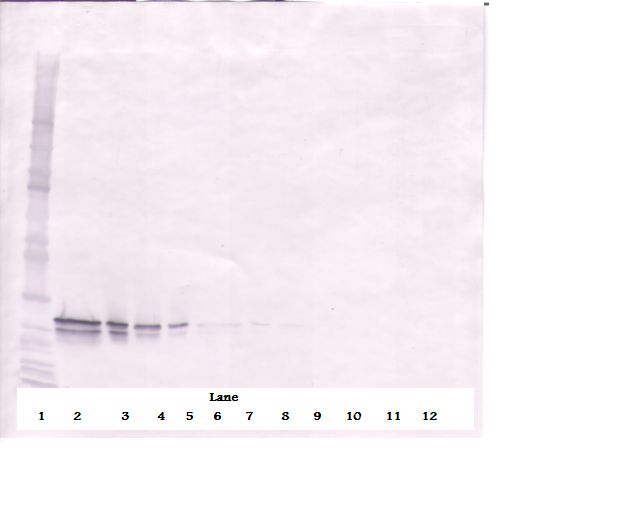 FGF16 Antibody - Western Blot (reducing) of FGF16 antibody. This image was taken for the unconjugated form of this product. Other forms have not been tested.