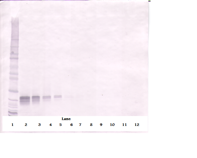 FGF16 Antibody - Biotinylated Anti-Human FGF-16 Western Blot Unreduced