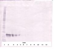 FGF16 Antibody - Anti-Human FGF-16 Western Blot Reduced