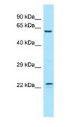 FGF17 Antibody - FGF17 antibody Western Blot of 721_B.  This image was taken for the unconjugated form of this product. Other forms have not been tested.