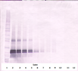 FGF17 Antibody - Biotinylated Anti-Human FGF-17 Western Blot Unreduced