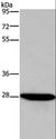FGF17 Antibody - Western blot analysis of HepG2 cell, using FGF17 Polyclonal Antibody at dilution of 1:600.