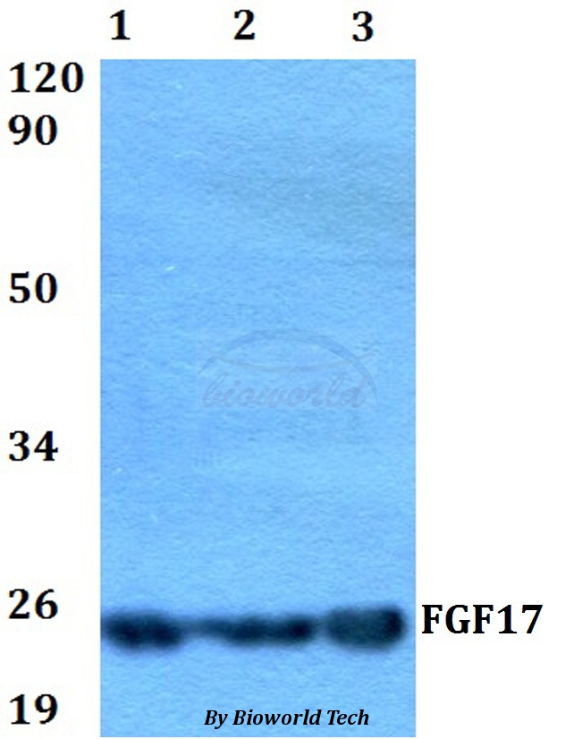 FGF17 Antibody - Western blot of FGF17 antibody at 1:500 dilution. Lane 1: HEK293T whole cell lysate. Lane 2: sp2/0 whole cell lysate. Lane 3: PC12 whole cell lysate.