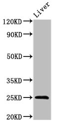 FGF17 Antibody - Positive Western Blot detected in Mouse liver tissue. All lanes: FGF17 antibody at 3 µg/ml Secondary Goat polyclonal to rabbit IgG at 1/50000 dilution. Predicted band size: 25, 24 KDa. Observed band size: 25 KDa