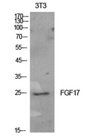 FGF17 Antibody - Western Blot analysis of extracts from NIH-3T3 cells using FGF17 Antibody.