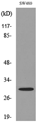 FGF18 Antibody - Western blot analysis of lysate from SW480 cells, using FGF18 Antibody.