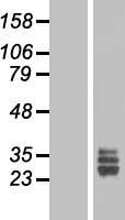 FGF18 Protein - Western validation with an anti-DDK antibody * L: Control HEK293 lysate R: Over-expression lysate
