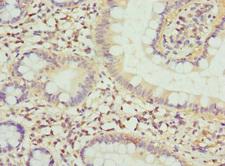 FGF19 Antibody - Immunohistochemistry of paraffin-embedded human small intestine at dilution 1:100