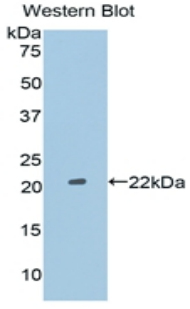 FGF2 / Basic FGF Antibody - Western blot of recombinant FGF2 / Basic FGF.  This image was taken for the unconjugated form of this product. Other forms have not been tested.