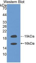 FGF2 / Basic FGF Antibody - Western Blot;Sample: Recombinant FGF2, Human.