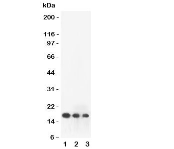 FGF2 / Basic FGF Antibody - Western blot testing of FGF2 antibody and human recombinant protein (0.5ng)