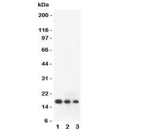 FGF2 / Basic FGF Antibody - Western blot testing of FGF2 antibody and human recombinant protein (0.5ng)