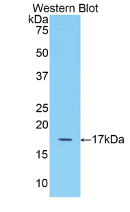FGF2 / Basic FGF Antibody - Western blot of recombinant FGF2 / Basic FGF.  This image was taken for the unconjugated form of this product. Other forms have not been tested.