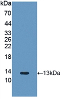 FGF2 / Basic FGF Antibody - Western Blot; Sample: Recombinant FGF2, Rabbit.