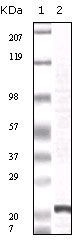 FGF2 / Basic FGF Antibody - Western blot of FGF2 mouse mAb against truncated FGF2 recombinant protein.