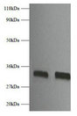 FGF2 / Basic FGF Antibody - Western blot All lanes: Heparin-binding growth factor 2 antibody at 2µg/ml Lane 1: EC109 whole cell lysate Lane 2: 293T whole cell lysate Secondary Goat polyclonal to rabbit IgG at 1/10000 dilution Predicted band size: 32 kDa Observed band size: 32 kDa