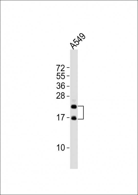 FGF2 / Basic FGF Antibody - Anti-FGF2 Antibody at 1:2000 dilution + A549 whole cell lysates Lysates/proteins at 20 ug per lane. Secondary Goat Anti-Rabbit IgG, (H+L), Peroxidase conjugated at 1/10000 dilution Predicted band size : 31 kDa Blocking/Dilution buffer: 5% NFDM/TBST.