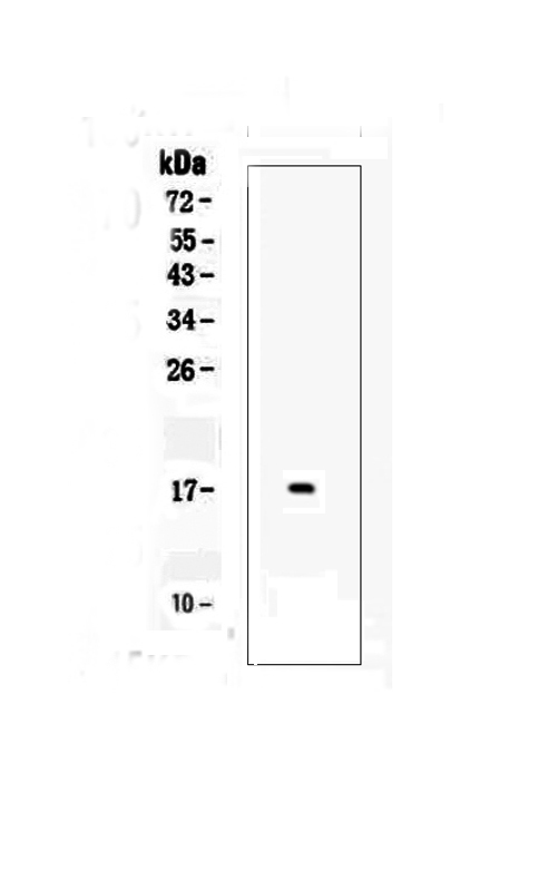 FGF2 / Basic FGF Antibody - Western blot analysis of FGF2 using anti-FGF2 antibody. Electrophoresis was performed on a 5-20% SDS-PAGE gel at 70V (Stacking gel) / 90V (Resolving gel) for 2-3 hours. Lane 1: recombinant human FGF2 protein 1ng. After Electrophoresis, proteins were transferred to a Nitrocellulose membrane at 150mA for 50-90 minutes. Blocked the membrane with 5% Non-fat Milk/ TBS for 1.5 hour at RT. The membrane was incubated with rabbit anti-FGF2 antigen affinity purified polyclonal antibody at 0.5 µg/mL overnight at 4°C, then washed with TBS-0.1% Tween 3 times with 5 minutes each and probed with a goat anti-rabbit IgG-HRP secondary antibody at a dilution of 1:10000 for 1.5 hour at RT. The signal is developed using an Enhanced Chemiluminescent detection (ECL) kit with Tanon 5200 system. A specific band was detected for FGF2 at approximately 17KD. The expected band size for FGF2 is at 17KD.