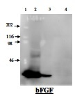 FGF2 / Basic FGF Antibody - Immunodetection Analysis: Representative blot from a previous lot. Lane 1.protein marker; Lane 2-3.recombinant protein(10-1ug/lane); Lane 3-4.Normal whole cell lysate as control. The membrane blot was probed with anti-bFGF primary antibody(1µg/ml). Proteins were visualized using a goat anti-rabbit secondary antibody conjugated to HRP and chemiluminescence detection system. Other applications are not tested yet. Optimal dilutions should be determined by each laboratory for each application.