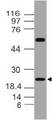 FGF20 Antibody - Fig-1: Western blot analysis of Fibroblast growth factor 20. Anti-Fibroblast growth factor 20 antibody was used at 4 µg/ml on Hela lysate.