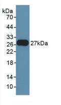 FGF21 Antibody - Western Blot; Sample: Recombinant FGF21, Rat.