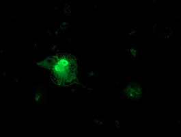 FGF21 Antibody - Anti-FGF21 mouse monoclonal antibody immunofluorescent staining of COS7 cells transiently transfected by pCMV6-ENTRY FGF21.