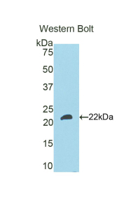 FGF21 Antibody - Western blot of recombinant FGF21.  This image was taken for the unconjugated form of this product. Other forms have not been tested.