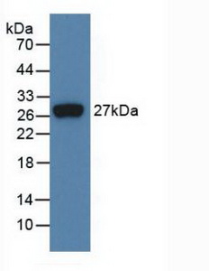 FGF21 Antibody - Western Blot; Sample: Recombinant FGF21, Human.