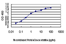 FGF21 Antibody - Detection limit for recombinant GST tagged FGF21 is approximately 0.03 ng/ml as a capture antibody.