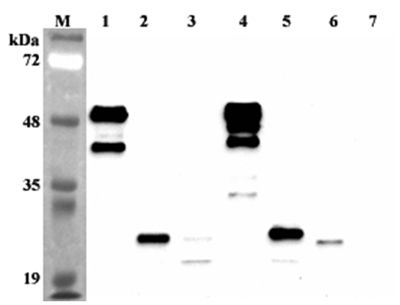 FGF21 Antibody - Western blot analysis using anti-FGF-21 (human), mAb (FG224-7) at 1:2000 dilution. 1: Human FGF-21 Fc-protein. 2: Human FGF-21 (FLAG-tagged). 4: Mouse FGF-21 Fc protein. 5: Mouse FGF-21 (His-tagged). 6: Human FGF-21 (His-tagged) from competitor. 7: Human Jagged-1 Fc-protein (negative control).