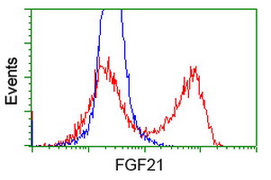 FGF21 Antibody - HEK293T cells transfected with either overexpress plasmid (Red) or empty vector control plasmid (Blue) were immunostained by anti-FGF21 antibody, and then analyzed by flow cytometry.