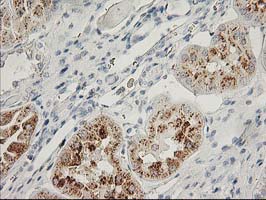 FGF21 Antibody - IHC of paraffin-embedded Human Kidney tissue using anti-FGF21 mouse monoclonal antibody.