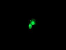 FGF21 Antibody - Anti-FGF21 mouse monoclonal antibody immunofluorescent staining of COS7 cells transiently transfected by pCMV6-ENTRY FGF21.