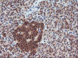 FGF21 Antibody - IHC of paraffin-embedded Human pancreas tissue using anti-FGF21 mouse monoclonal antibody.