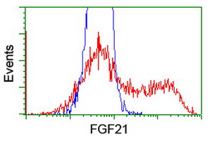 FGF21 Antibody - HEK293T cells transfected with either overexpress plasmid (Red) or empty vector control plasmid (Blue) were immunostained by anti-FGF21 antibody, and then analyzed by flow cytometry.