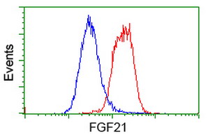FGF21 Antibody - Flow cytometry of HeLa cells, using anti-FGF21 antibody (Red), compared to a nonspecific negative control antibody (Blue).
