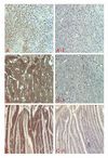 FGF21 Antibody - Immunohistochemical staining of human tissue using anti-FGF-21 (human), pAb at 1:5000 dilution. . 1. Immunoperoxidase staining of formalin-fixed, paraffin-embedded human parathyroid (A), liver (B) and small intestine (C) (100-200x, brown color). 2. Staining with pre-immune rabbit serum (A-1, B-1, C-1) as negative control (1:500).