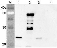 FGF21 Antibody - Western blot analysis using anti-FGF-21 (mouse), pAb at 1:4000 dilution. 1: Mouse FGF-21 (FLAG-tagged). 2: Mouse FGF-21 Fc-protein. 3: Human FGF-21 (FLAG-tagged). 4: Mouse Nampt (FLAG-tagged) (negative control).