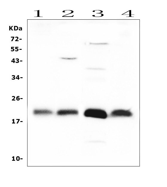 FGF21 Antibody - Western blot analysis of FGF21 using anti-FGF21 antibody. Electrophoresis was performed on a 5-20% SDS-PAGE gel at 70V (Stacking gel) / 90V (Resolving gel) for 2-3 hours. The sample well of each lane was loaded with 50ug of sample under reducing conditions. Lane 1: rat spleen tissue lysates, Lane 2: rat liver tissue lysates, Lane 3: rat RH35 whole cell lysates, Lane 4: rat brain tissue lysates. After Electrophoresis, proteins were transferred to a Nitrocellulose membrane at 150mA for 50-90 minutes. Blocked the membrane with 5% Non-fat Milk/ TBS for 1.5 hour at RT. The membrane was incubated with rabbit anti-FGF21 antigen affinity purified polyclonal antibody at 0.5 µg/mL overnight at 4°C, then washed with TBS-0.1% Tween 3 times with 5 minutes each and probed with a goat anti-rabbit IgG-HRP secondary antibody at a dilution of 1:10000 for 1.5 hour at RT. The signal is developed using an Enhanced Chemiluminescent detection (ECL) kit with Tanon 5200 system. A specific band was detected for FGF21 at approximately 22KD. The expected band size for FGF21 is at 22KD.