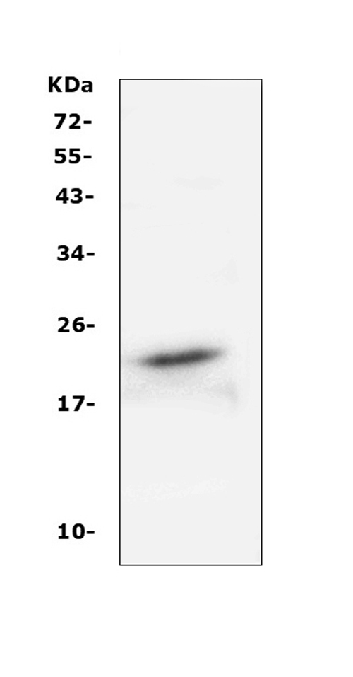 FGF21 Antibody - Western blot analysis of FGF21 using anti-FGF21 antibody. Electrophoresis was performed on a 5-20% SDS-PAGE gel at 70V (Stacking gel) / 90V (Resolving gel) for 2-3 hours. The sample well of each lane was loaded with 50ug of sample under reducing conditions. Lane 1: mouse RAW264. 7 whole cell lysates. After Electrophoresis, proteins were transferred to a Nitrocellulose membrane at 150mA for 50-90 minutes. Blocked the membrane with 5% Non-fat Milk/ TBS for 1.5 hour at RT. The membrane was incubated with rabbit anti-FGF21 antigen affinity purified polyclonal antibody at 0.5 µg/mL overnight at 4°C, then washed with TBS-0.1% Tween 3 times with 5 minutes each and probed with a goat anti-rabbit IgG-HRP secondary antibody at a dilution of 1:10000 for 1.5 hour at RT. The signal is developed using an Enhanced Chemiluminescent detection (ECL) kit with Tanon 5200 system. A specific band was detected for FGF21 at approximately 22KD. The expected band size for FGF21 is at 22KD.