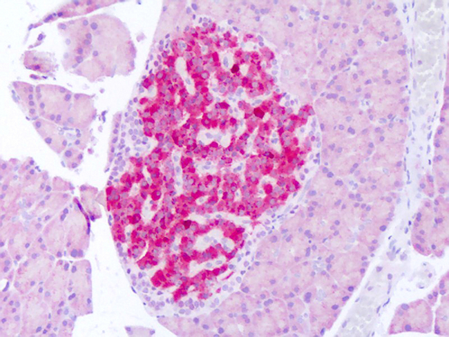 FGF21 Antibody - Anti-FGF21 antibody IHC of rat pancreas. Immunohistochemistry of formalin-fixed, paraffin-embedded tissue after heat-induced antigen retrieval. Antibody concentration 5 ug/ml.  This image was taken for the unconjugated form of this product. Other forms have not been tested.