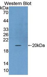 FGF22 Antibody - Western Blot; Sample: Recombinant protein.