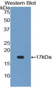 FGF23 Antibody - Western blot of recombinant FGF23 / FGF-23.  This image was taken for the unconjugated form of this product. Other forms have not been tested.