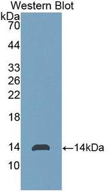 FGF23 Antibody - Western Blot; Sample: Recombinant protein.