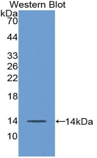 FGF23 Antibody - Western blot of recombinant FGF23 / FGF-23.